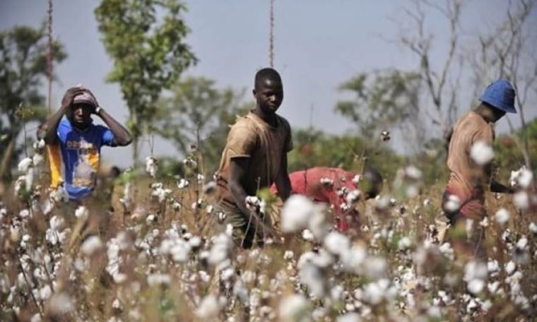 Cameroun : Sodecoton ouvre un marché de 18,5 milliards FCFA pour le transport du coton