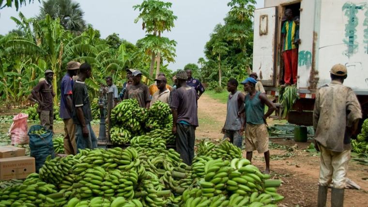 Cameroun : les exportations de bananes chutent de 35 % en août