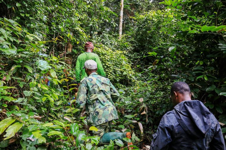 Le Cameroun pourrait accroître son PIB de 10 % en valorisant ses forêts, selon la BAD