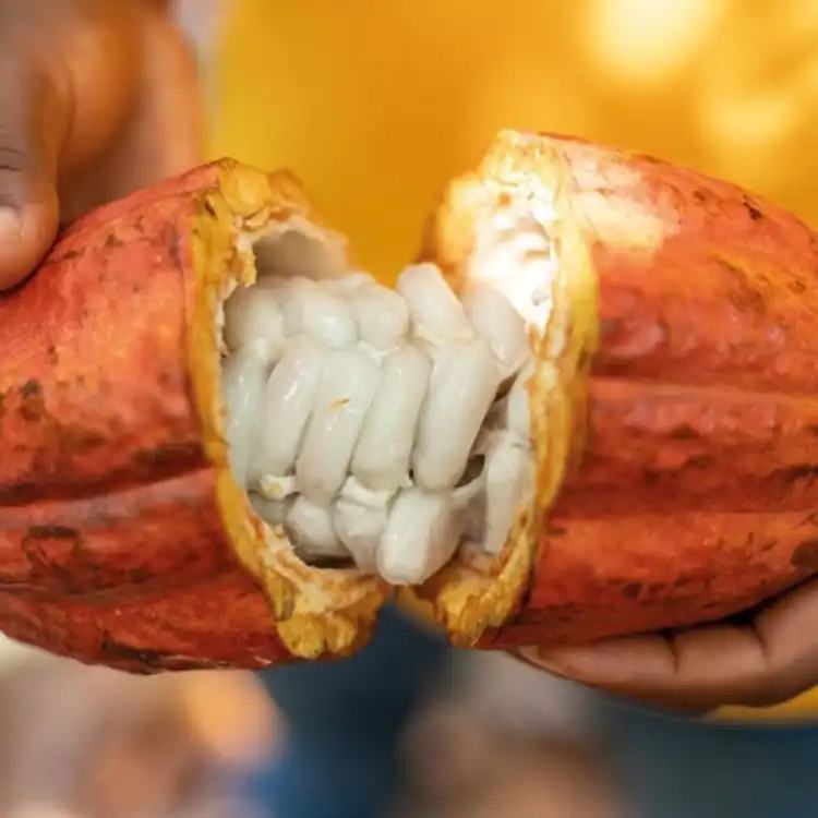 - Cacaoculteurs camerounais : la double peine